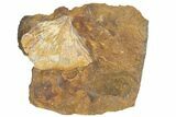 Fossil Ginkgo Leaf From North Dakota - Paleocene #78083-1